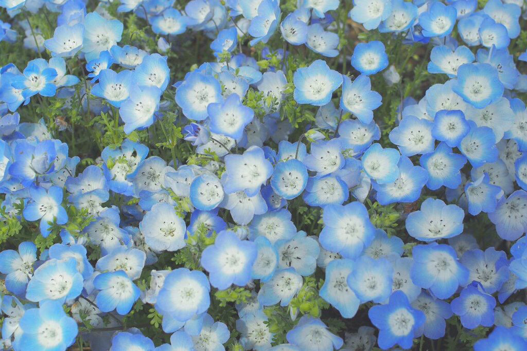 こんばんは この植物の名前が分かりません オオイヌノフグリに形態は似てると Yahoo 知恵袋