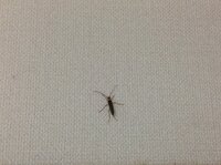 写真あり オレンジ頭6本足の虫部屋に４ ５匹沸いた虫検索しても Yahoo 知恵袋