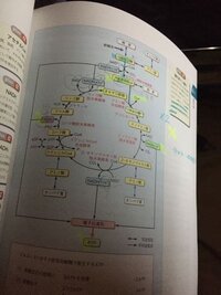 生化学の好気的解答の Nadhの数え方について教えてほしいで Yahoo 知恵袋