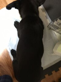 犬のメッシュ式トイレのお掃除で困っています 生後半年のワンコを飼 Yahoo 知恵袋