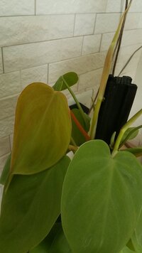 ポトスの新しい葉が黄色なんです 何か原因あるのでしょうか これか Yahoo 知恵袋