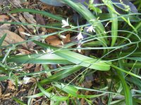 この植物の名前を教えてください 初夏に葉の間から伸びてきて 小さい白い花を Yahoo 知恵袋