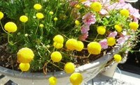 植木鉢の黄色い丸い花の名前をおしえてください コツラです または別名 Yahoo 知恵袋