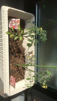 2週間前ぐらいからプランターでミニトマトの苗を買ってきて育てますが 写真の Yahoo 知恵袋
