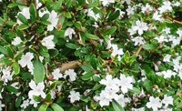 生垣のこの白い小さな花の植物は何と言う名前でしょうか アカ Yahoo 知恵袋
