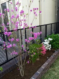 この春花壇に植えたミツバツツジです 来年に向けて枯らさずにもっと Yahoo 知恵袋