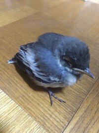 鳥の雛を保護しました 僕の見立てでは燕だと思うのですが野鳥 Yahoo 知恵袋