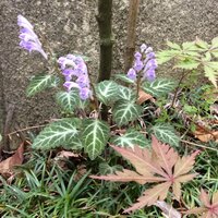 5月の初めに庭に咲く紫の花です 花が縦一列になって咲きます 花の Yahoo 知恵袋