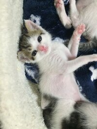 子猫に名前の案が欲しいです 生後6週の小さな女の子です 今 Yahoo 知恵袋