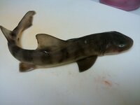 堤防釣りでサメが釣れました 何というサメですか ネコザメにしては茶色 Yahoo 知恵袋