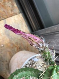 サボテンが花を咲かせあっという間に萎んだのですが この後どうした Yahoo 知恵袋