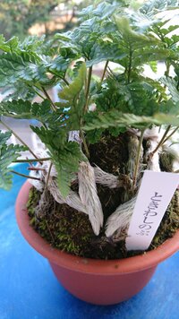 つりしのぶを教えてください 今鉢植えのしのぶがあります 種類は多 Yahoo 知恵袋