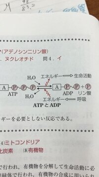 なぜ呼吸は異化で エネルギーを放出すると習ったのに これは逆で エネルギー Yahoo 知恵袋