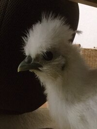 烏骨鶏は飼いやすいですか 鳴き声はうるさいですか 寿命はどれくらいで Yahoo 知恵袋