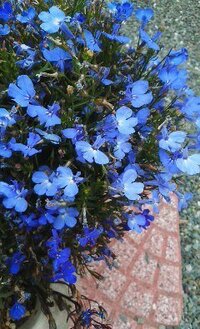 プランターのこの小さな青い花の名前をおしえてください キキ Yahoo 知恵袋