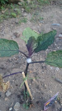 キュウリにつくアブラムシ予防に アルミホイルを巻き付けた板を畑に置 Yahoo 知恵袋