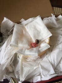 魚の体温って何度くらいなんですか また種類や地域によって差はあるんですか Yahoo 知恵袋