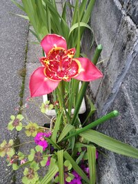 この花の名前を教えてください チグリジアといいます Http F Yahoo 知恵袋