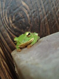 この蛙の名前を教えてください 調べてもなかなか分からなくて 気になり質問さ Yahoo 知恵袋