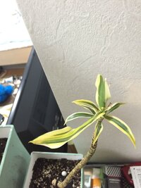 ソングオブインディアが元気がない気がします これは成長してるので Yahoo 知恵袋