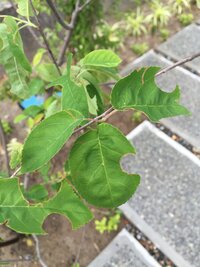 害虫の正体をあばいて 対処したい 家の庭にあるジュンベリーの葉が日に日に虫 Yahoo 知恵袋