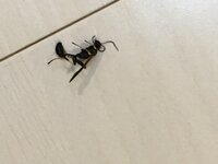 この虫はなんですか 3センチほどアリのような蜂のような虫です アメリ Yahoo 知恵袋