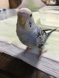 セキセイインコです 雄 雌どちらの可能性があるのでしょうか 生後３ヶ月 Yahoo 知恵袋