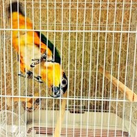 安いインコは危ないですか ズグロシロハラインコについてです 中型 Yahoo 知恵袋