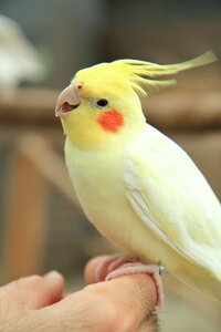 オカメインコが可愛くて可愛くて仕方ないんです 動物の中で一番 Yahoo 知恵袋