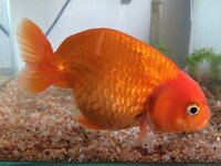 我が家のらんちゅうの形って評価的にどうなのでしょう ホームセンタ Yahoo 知恵袋