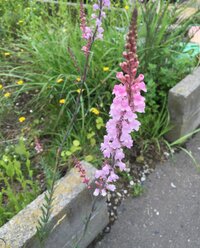 この花の名前は何でしょうか 庭にピンクと紫の花が咲いてました 葉は細く 花 Yahoo 知恵袋