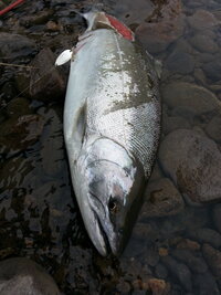 この魚はなんていう魚ですか 北海道の道北の川で釣れました ニジマスではない Yahoo 知恵袋
