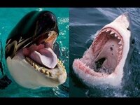 シャチとサメがもし戦ったら どちらが強いと思いますか サメ Yahoo 知恵袋