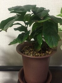 コーヒーの木を植え替えた後 ひと株がしおれてしまいました 植 Yahoo 知恵袋