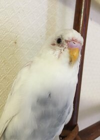 セキセイインコが手に乗って グーグーとか プグーなど よくわから Yahoo 知恵袋