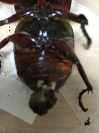 カブトムシが成虫になりました おしりの黒い塊があるんですが大 Yahoo 知恵袋