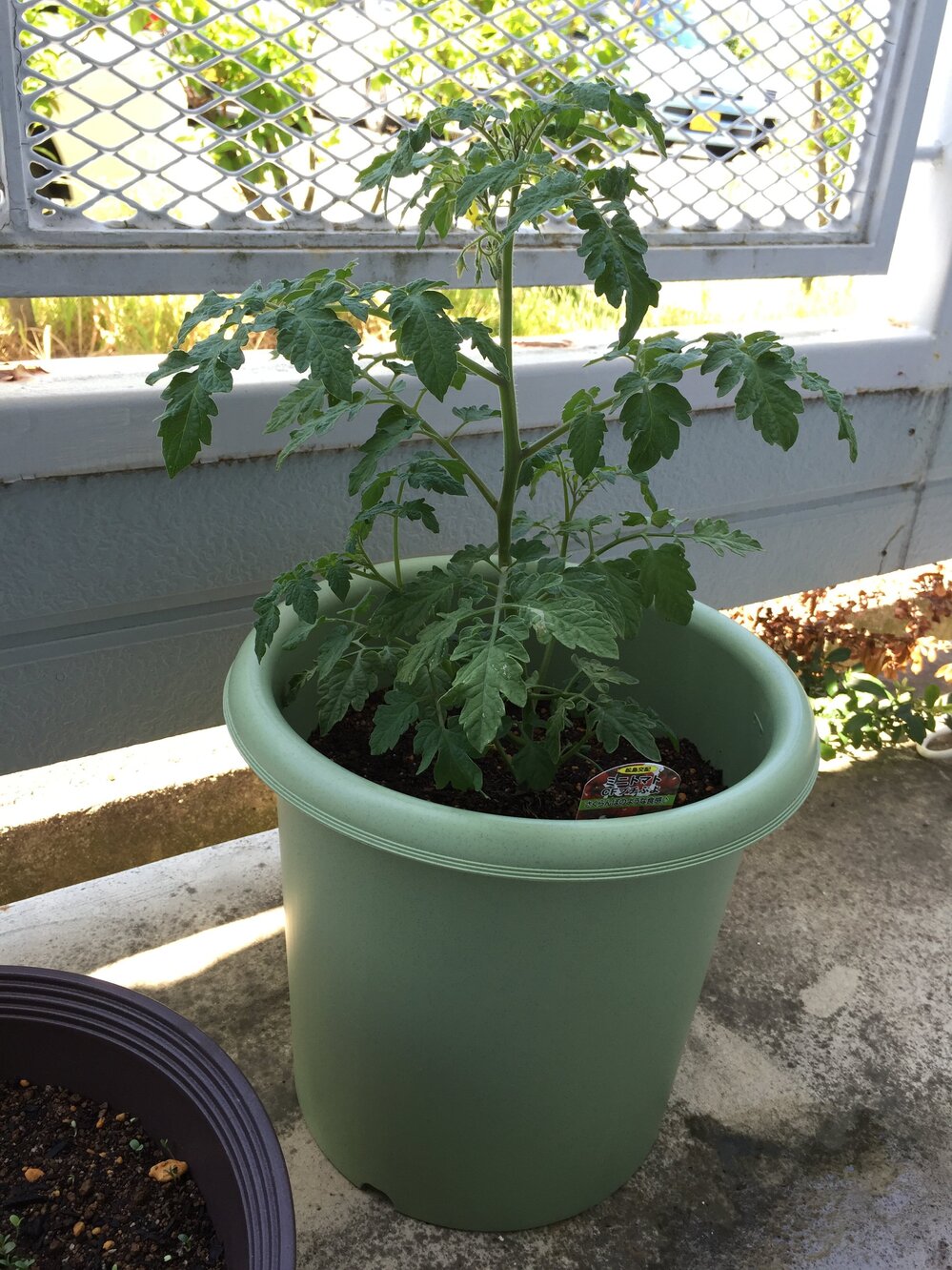 ミニトマト栽培初心者です 植え替えの際の土の深さが浅かったかと思 Yahoo 知恵袋