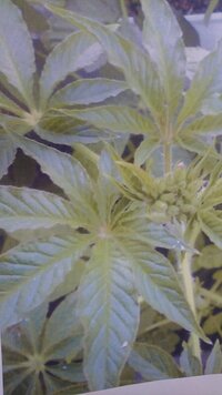 大麻に似てる葉っぱを見つけたのですが この植物の名前がわかる方はいますか Yahoo 知恵袋