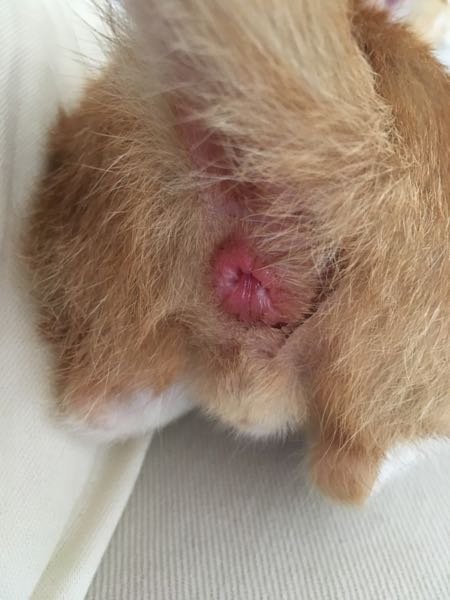 子猫が脱肛してます。これは至急病院に行ったほうが良いでしょうか 