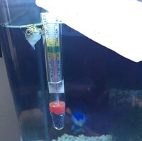 アンモニア中毒ってどうやったらわかりますか 現在水槽でメダカと石巻貝を飼 Yahoo 知恵袋