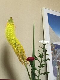 この花の名前を教えてください 大きな黄色い猫じゃらしみたいなお花です 宜し Yahoo 知恵袋