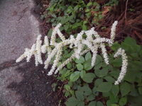 暗い杉林の中で咲いていたこの花の名前は サラシナショウマに似ていますが 穂 Yahoo 知恵袋