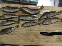 この魚はなんという魚でしょう右下の黒い魚はギンポ という魚ですか Yahoo 知恵袋