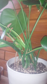 モンステラの質問です 大きくなったのでカットして挿し木したいのですが どこ Yahoo 知恵袋