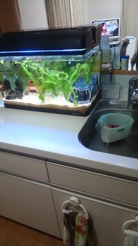 キッチンカウンターの上に水槽を設置しようと思っています メーカーに Yahoo 知恵袋