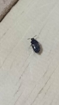 画像注意 この虫はゴキブリの幼虫ですか 一週間前に５ ほどのゴキブリを家の中で 教えて 住まいの先生 Yahoo 不動産