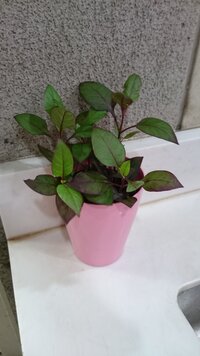 この植物の名前を教えてください 葉の裏が紫です クレプトラ Yahoo 知恵袋