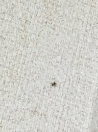 今日 朝から仕事場の部屋に2 3ミリの蜘蛛の赤ちゃんを15匹ほど見かけまし Yahoo 知恵袋