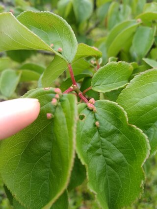 梅の木の葉っぱについているコレ 画像参照 これは害虫でしょうか ほとんど全 Yahoo 知恵袋