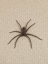 家の中にでっかい蜘蛛がいます 10cmくらいあります 動きがそこそこ速いです 教えて 住まいの先生 Yahoo 不動産